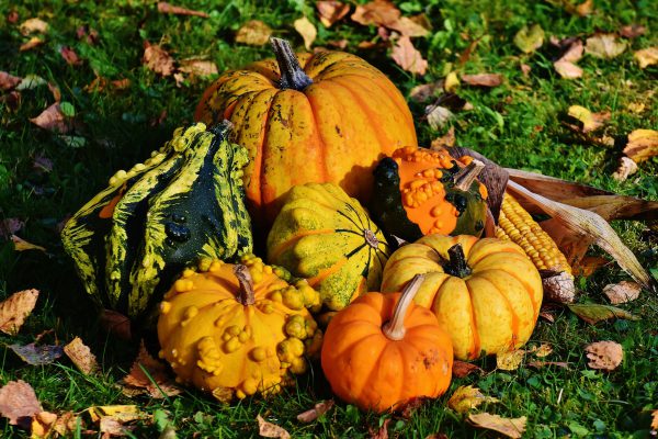 pumpkins-1712841_1920