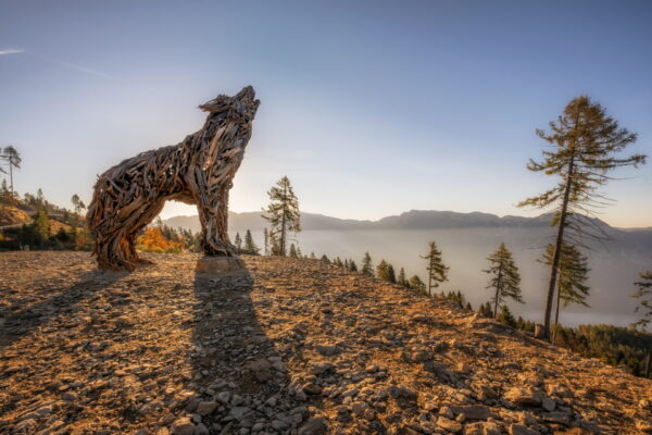 Lupa del lagorai - ©Dejan Bilic (1)